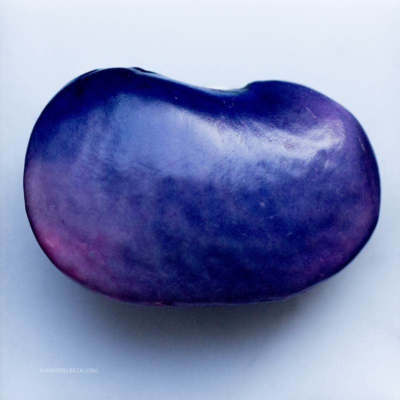 Blue Bean - Photo Schindelbeck