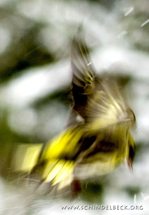 Vogel im Flug - Foto: Frank Schindelbeck