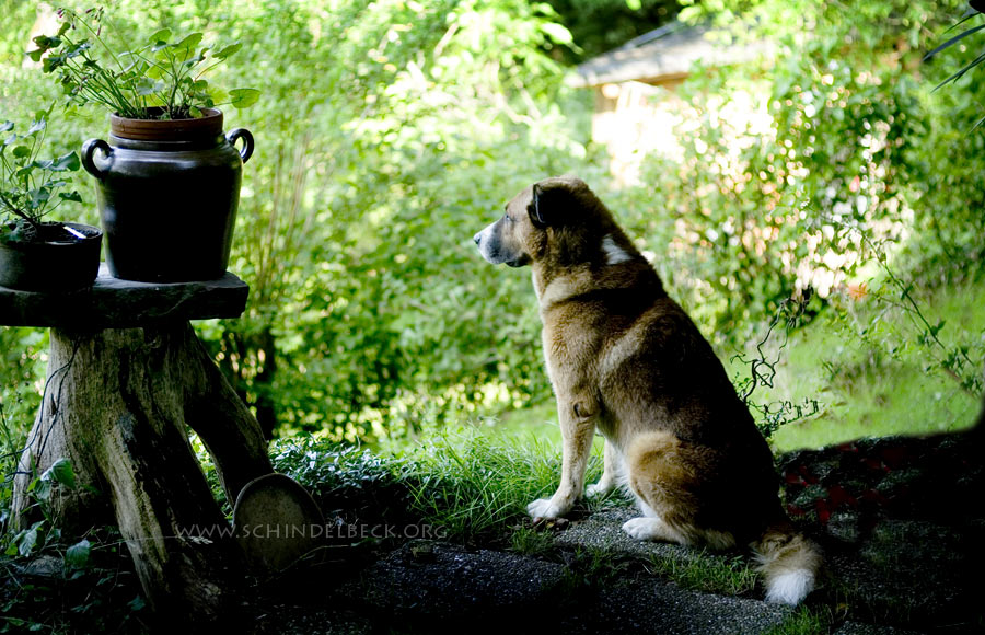 Wachhund in Alpirsbach - Foto Schindelbeck